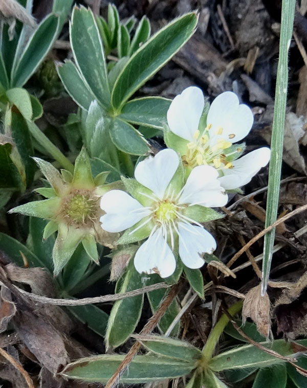 Potentilla alba - Rosaceae